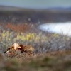 Jespak bojovny - Philomachus pugnax - Ruff 4146a